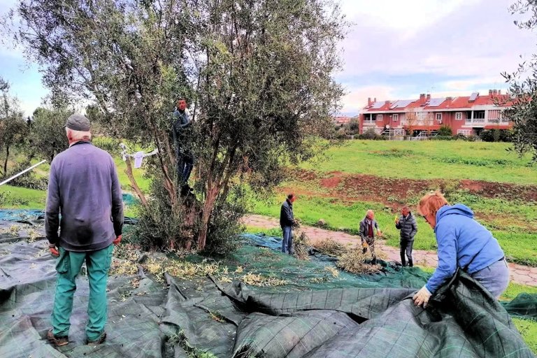 Roma diventa più verde: piantati 1.000 nuovi alberi in periferia